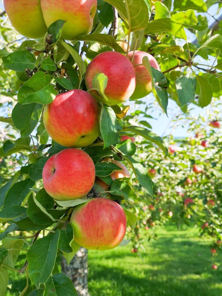 Photo of Apples in Hood River on the Fruit Loop 